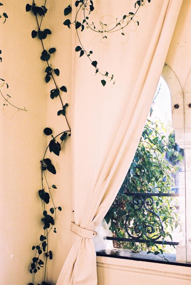 Window with Vine at Romantic Riviera