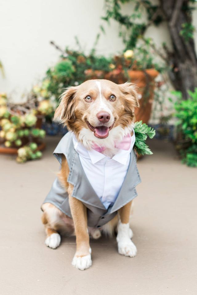 Dog at Carly & Ben's Wedding