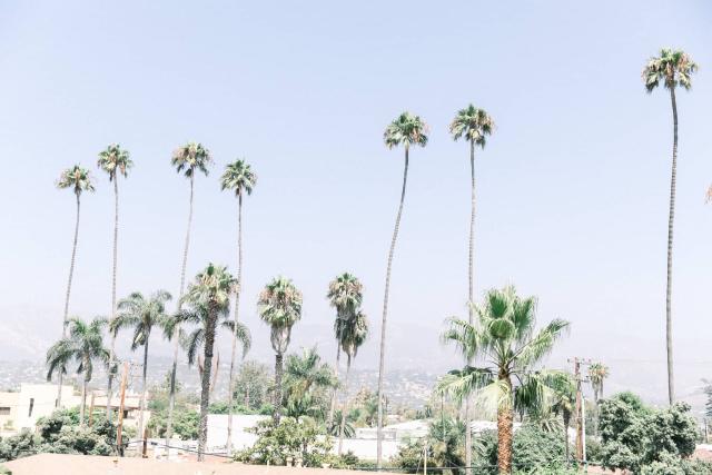 View of Icon California Palm Trees at Stephanie & Grant's Wedding