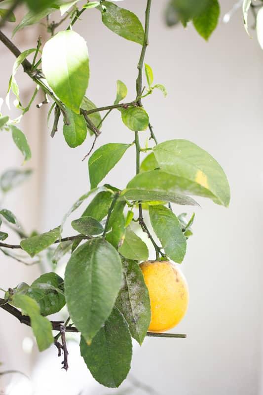 Lemon Tree for Kelly & Jason’s Wedding