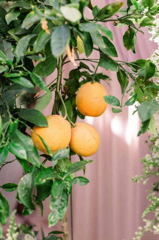 Oranges on the vine for Danielle & Michael's Wedding