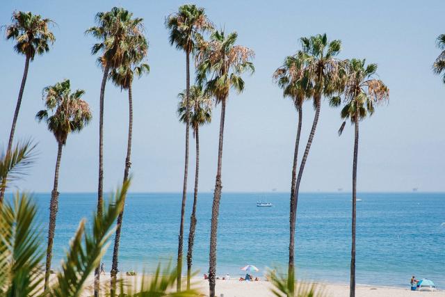 A group of palm trees on a beach for Jennifer & Lars' Wedding