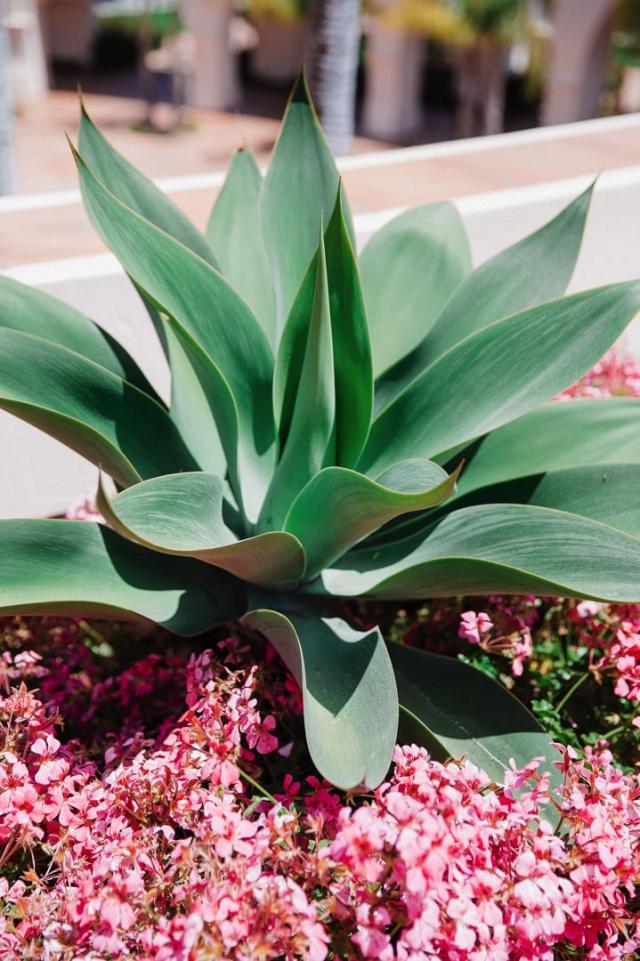 A green plant with pink flowers for Jennifer & Lars' Wedding